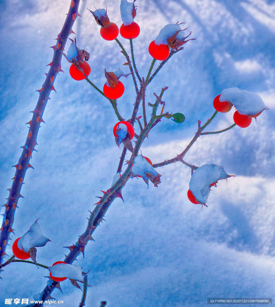 红果卧雪