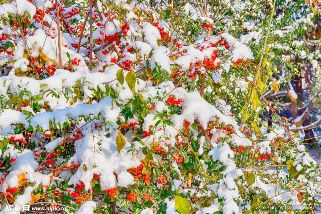 红果卧雪