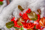 红果卧雪
