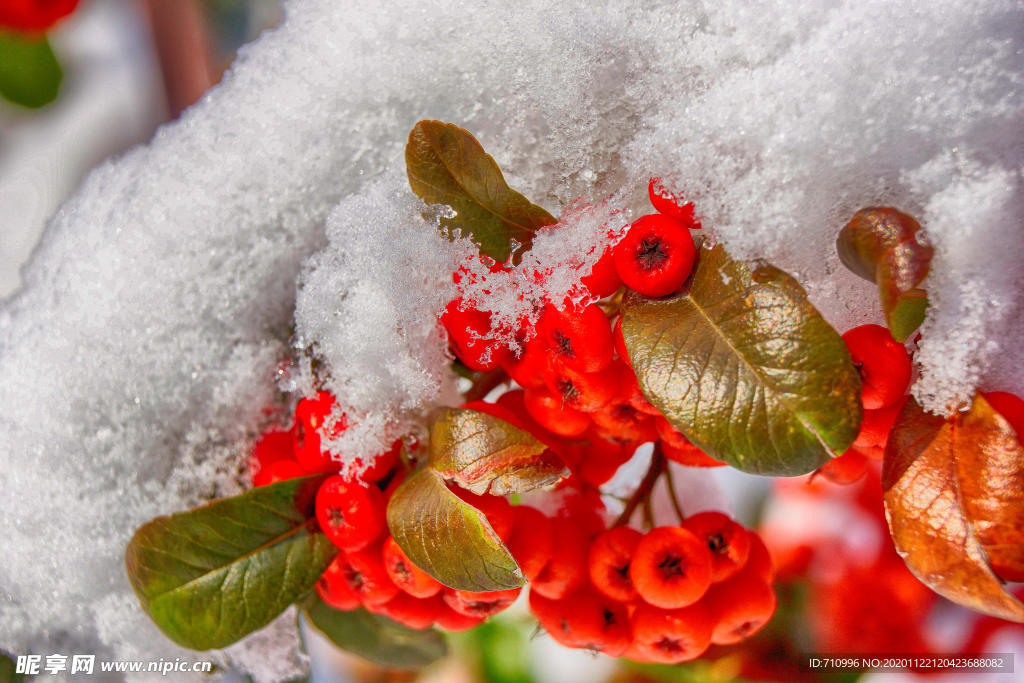 红果卧雪