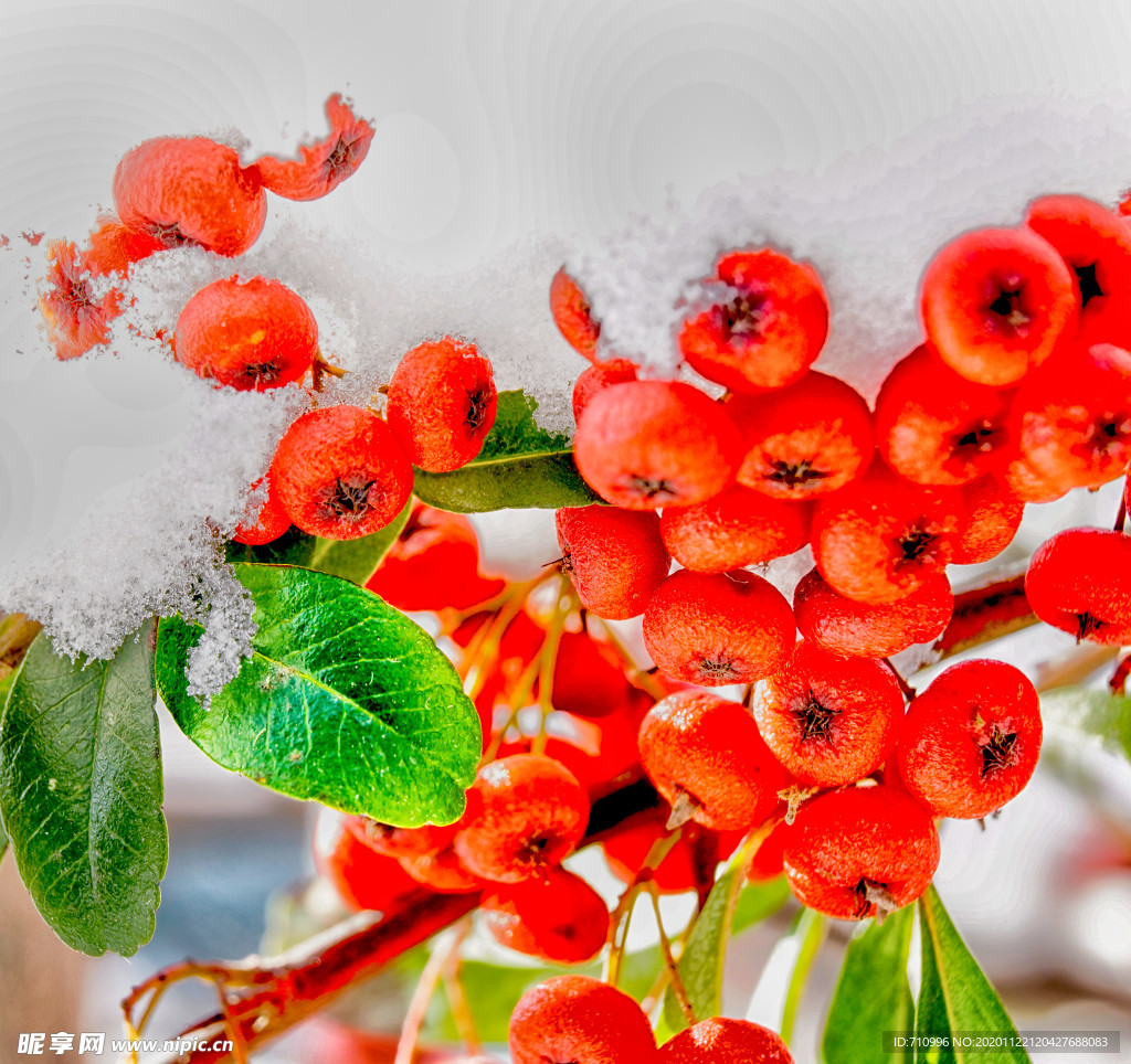 红果卧雪