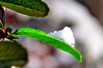 红果卧雪