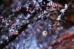 雪中毕棚沟