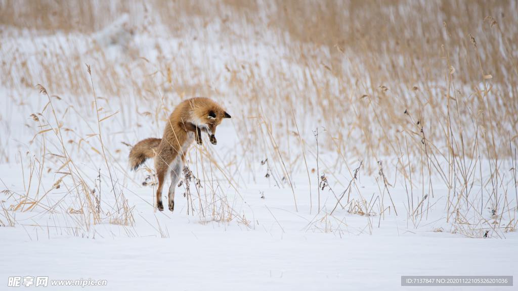 雪地狐狸捕猎