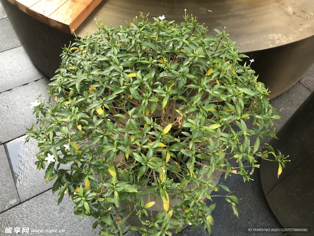 马蓝花