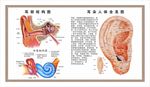 采耳耳朵结构图