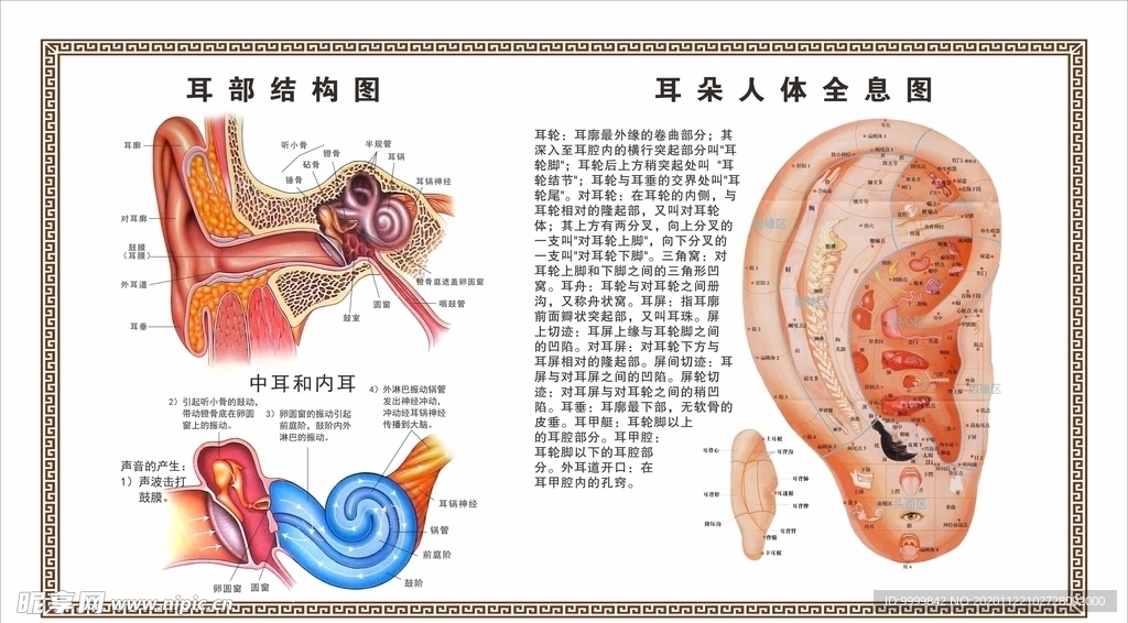 采耳耳朵结构图