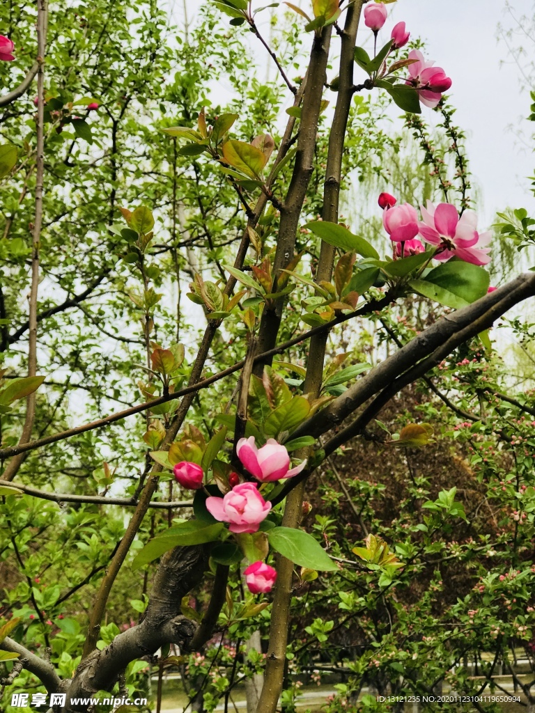 海棠花