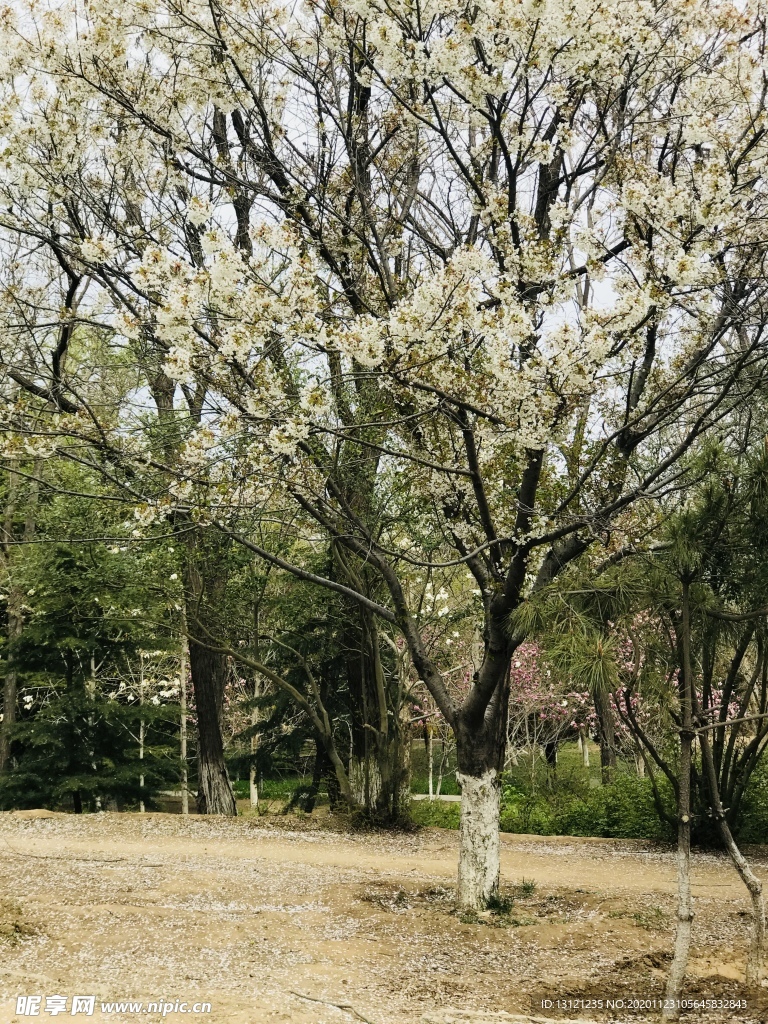 白色花朵