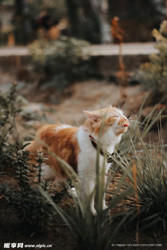 猫
