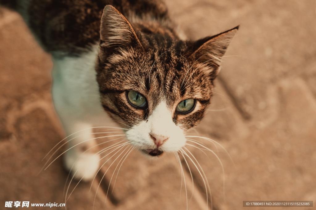 猫