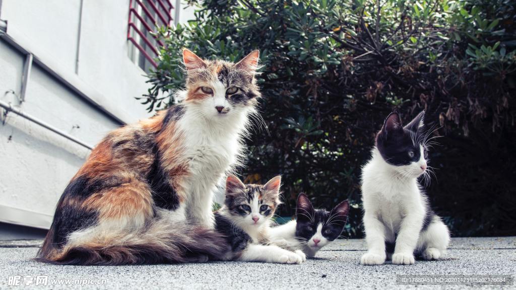 猫