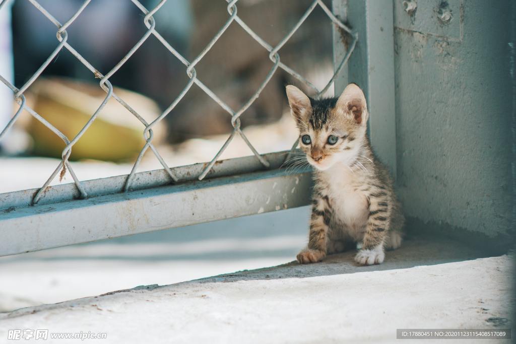 猫