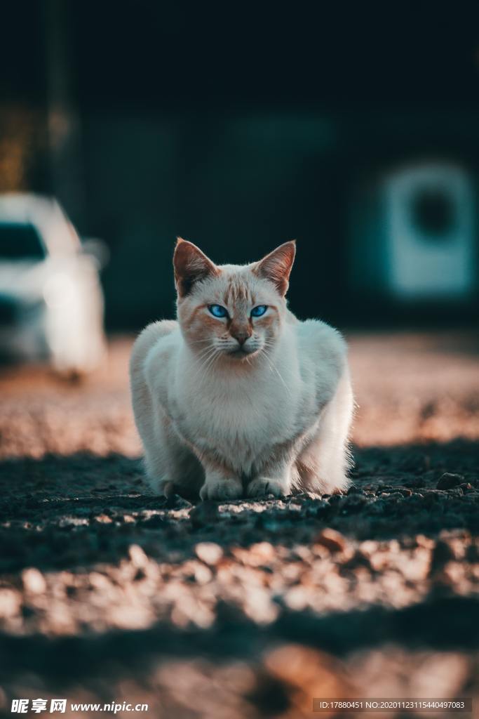 猫