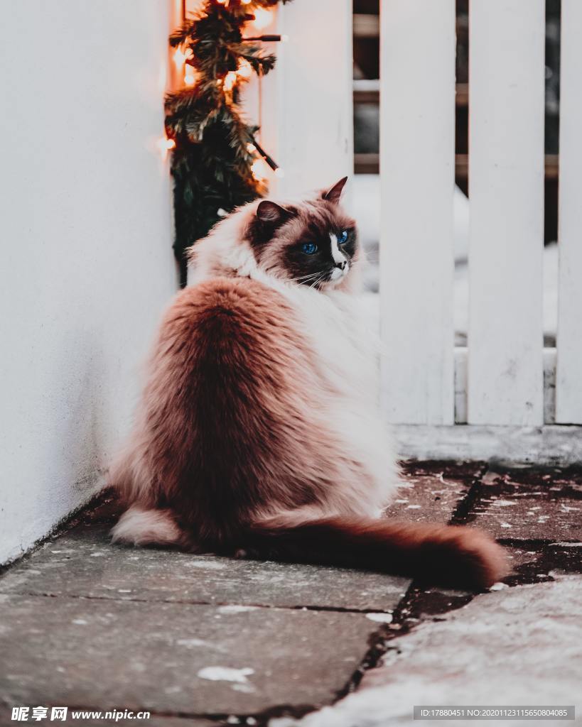 猫