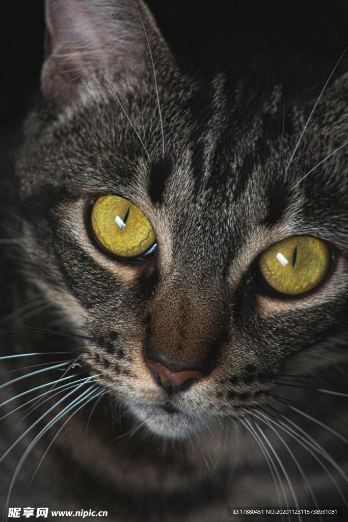 猫