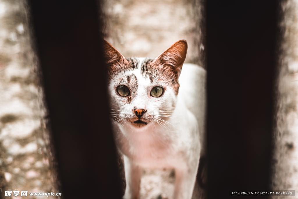 猫