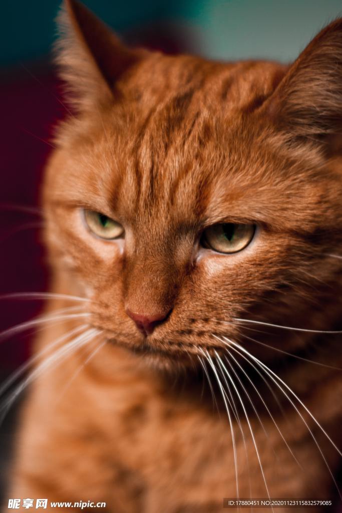 猫