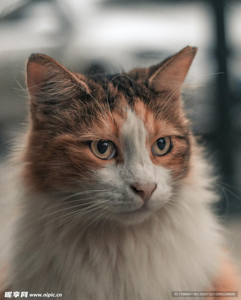 猫