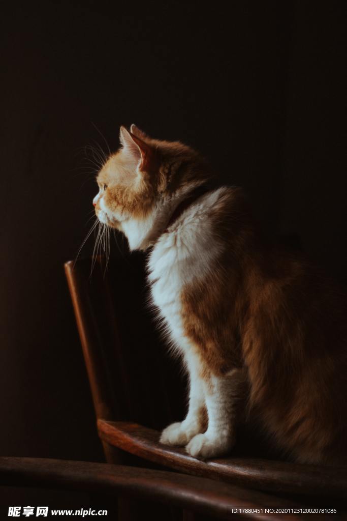 猫