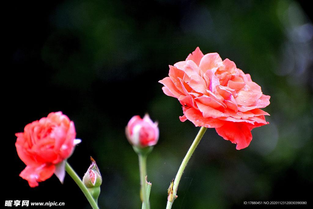 花卉