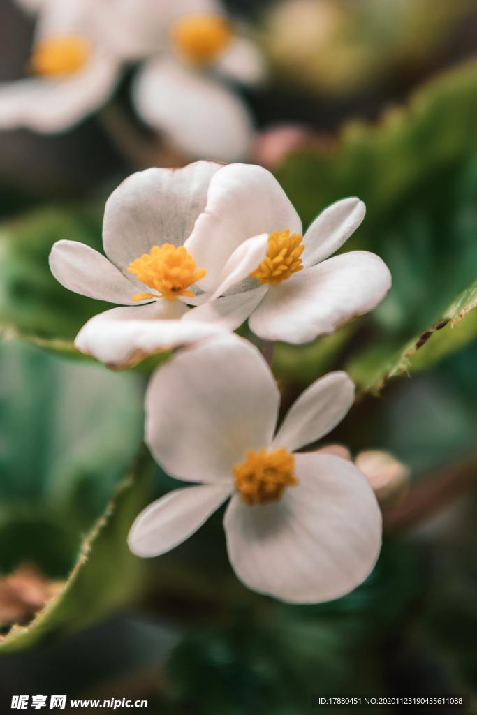 花卉