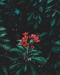 花卉
