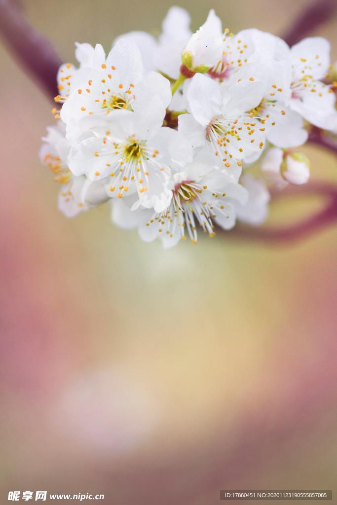 花卉