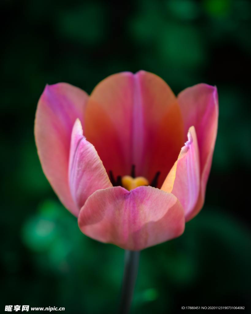 花卉