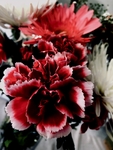 花卉