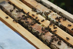 蜜蜂 养蜂