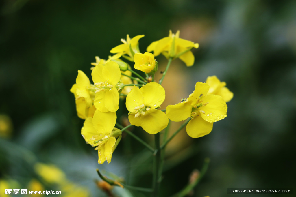 油菜花