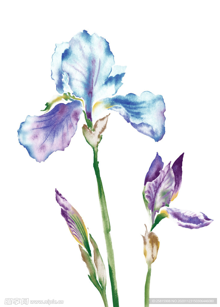 水墨花草