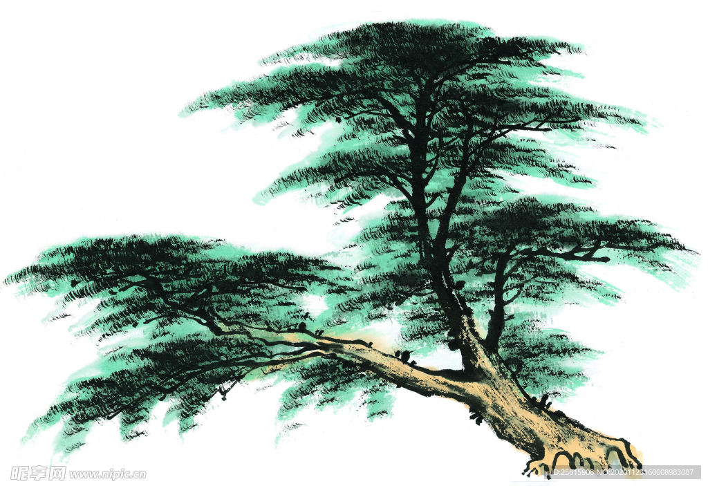 松树