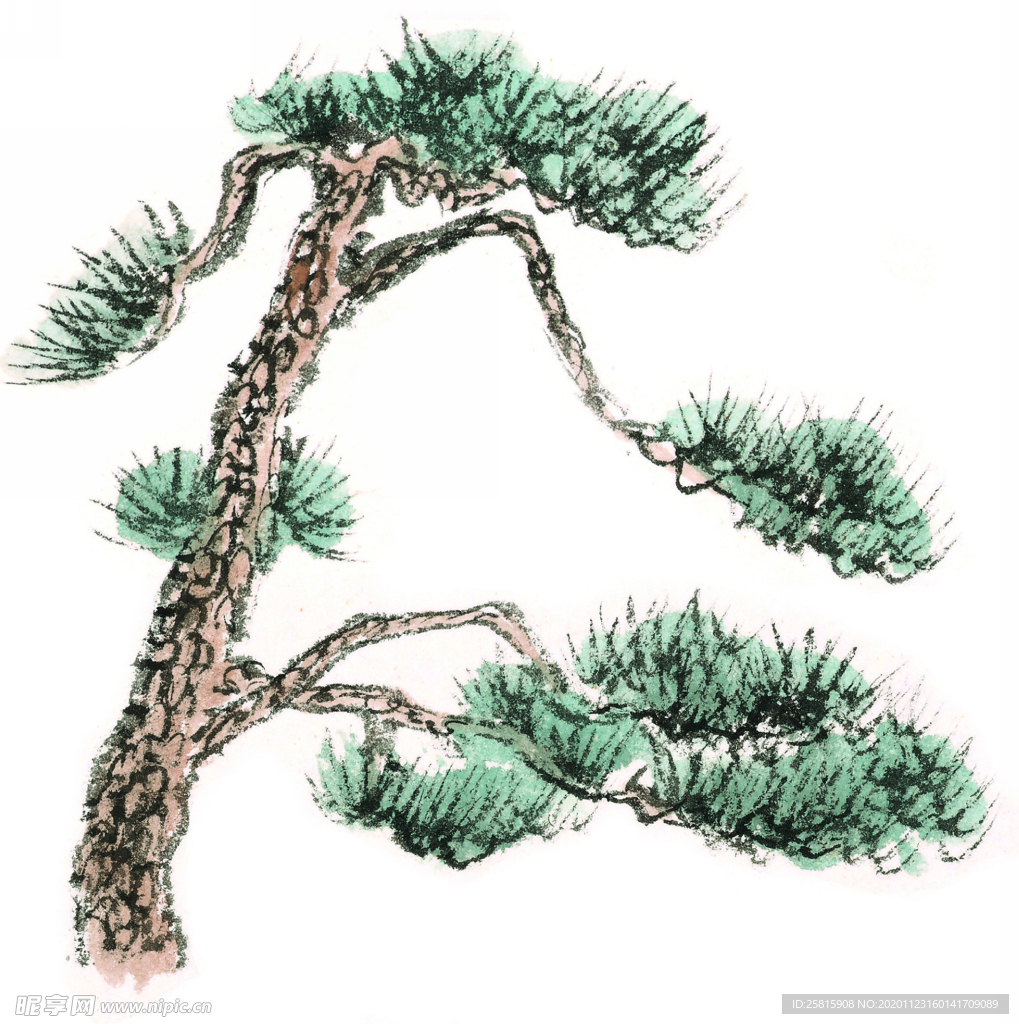 松树