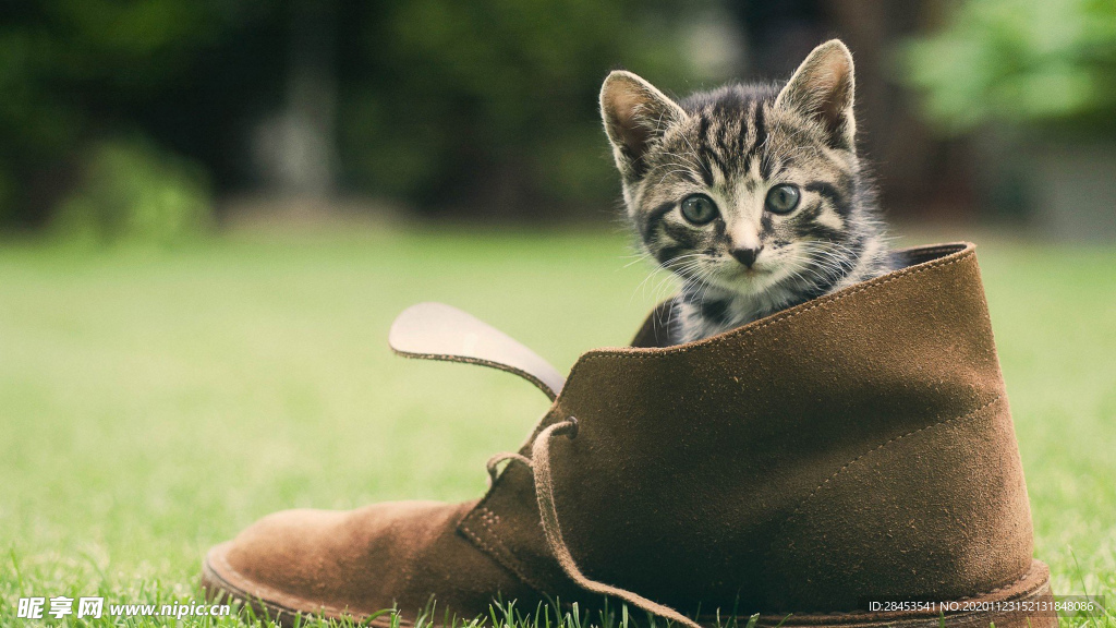 猫