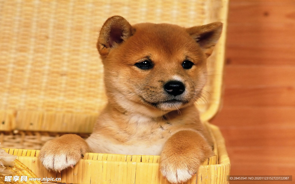 宠物