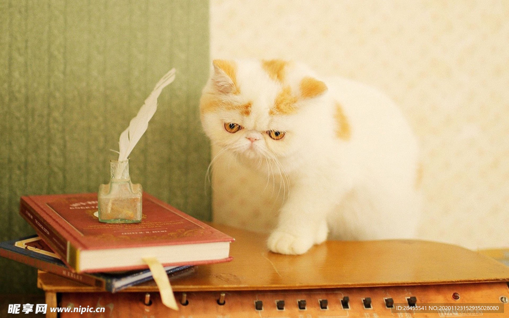 宠物