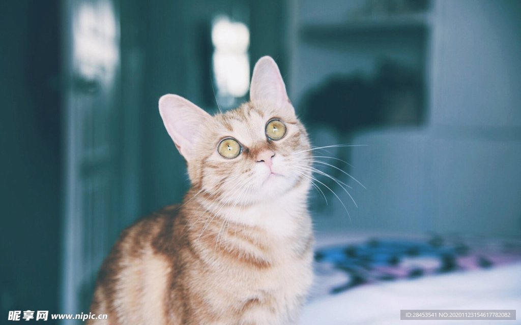 宠物