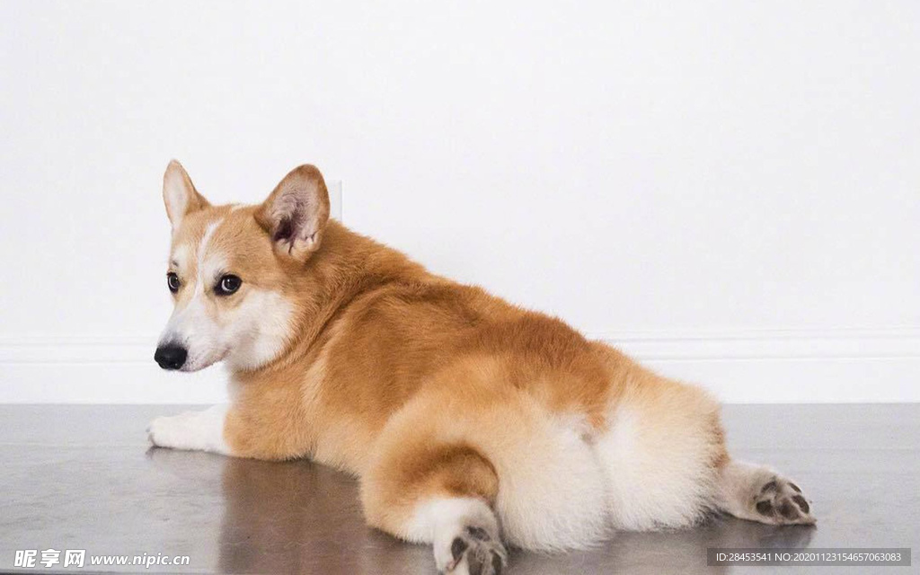 宠物