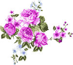手绘花朵 花朵素材 玫瑰