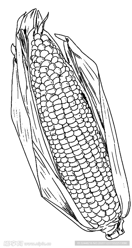 玉米 线稿