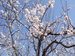 樱花花树