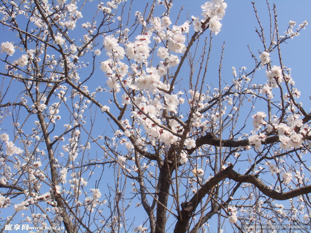 樱花花树