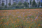 城市秋英格桑花花海花田