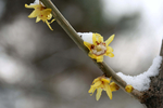 雪中腊梅
