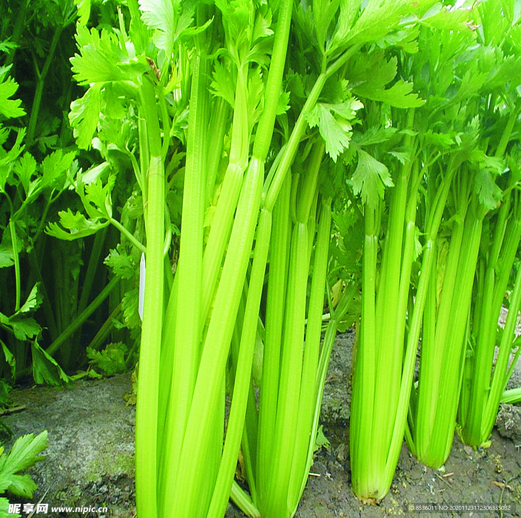 火锅配菜西芹