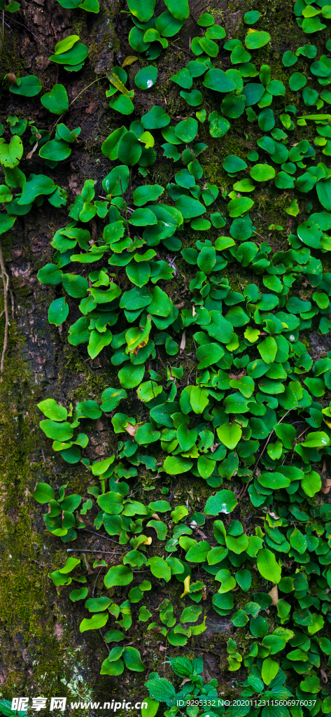 苔藓植物