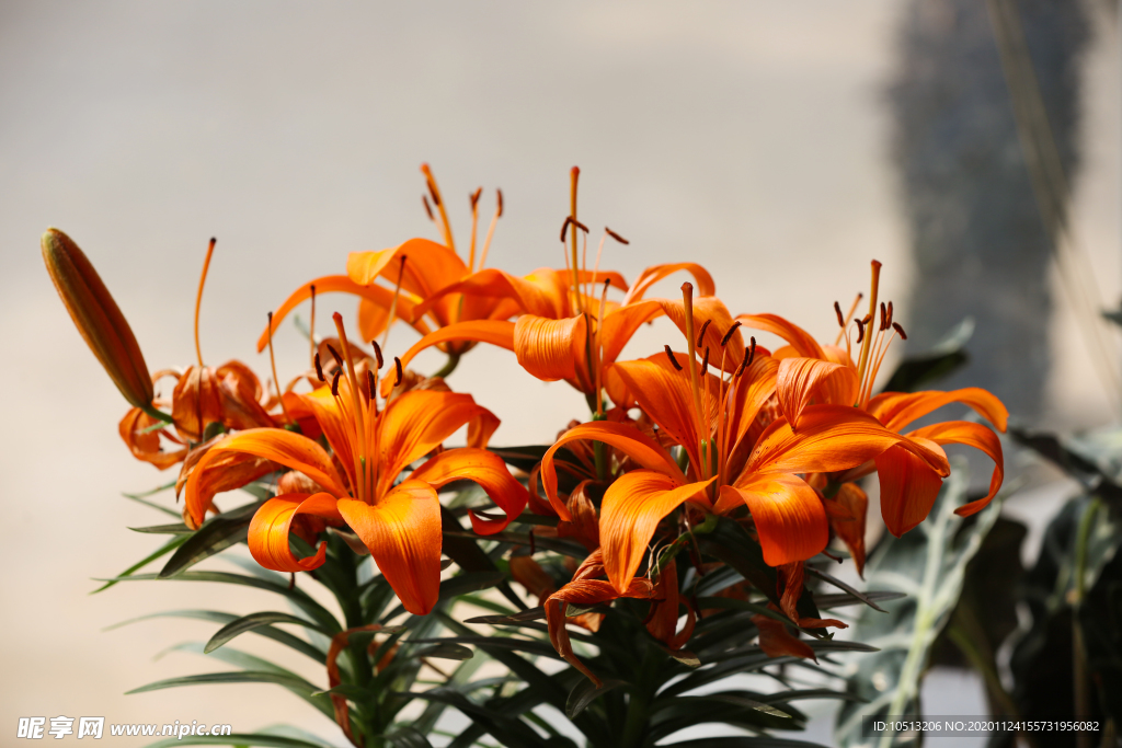 橙色百合花