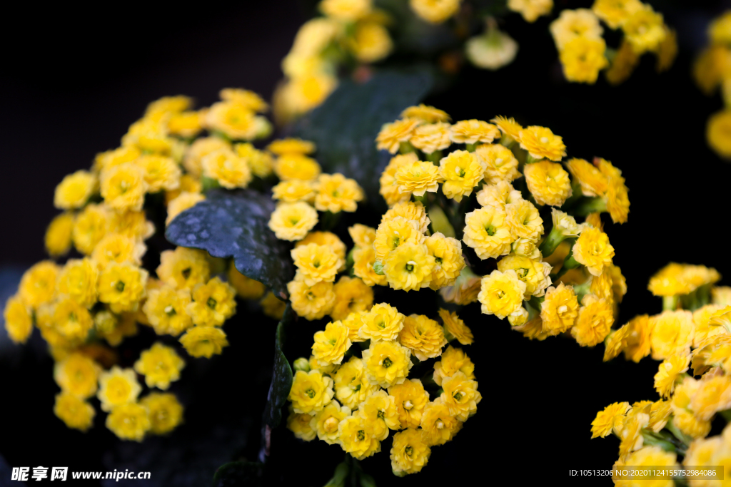 结香花